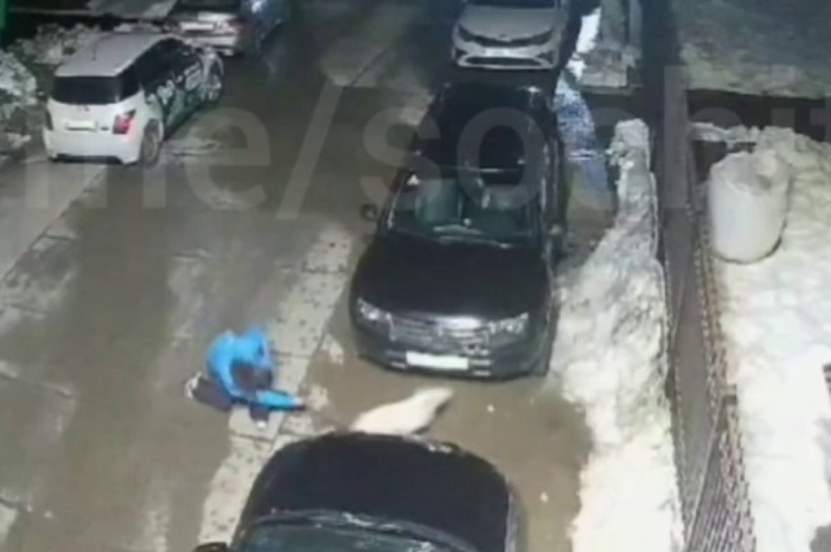    В Сочи мужчина напал на бездомную собаку с молотком