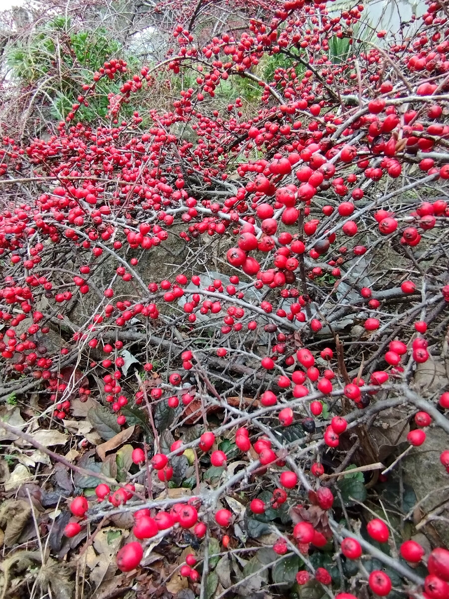 Кусты кизильника. Сегодня. Фото автора канала