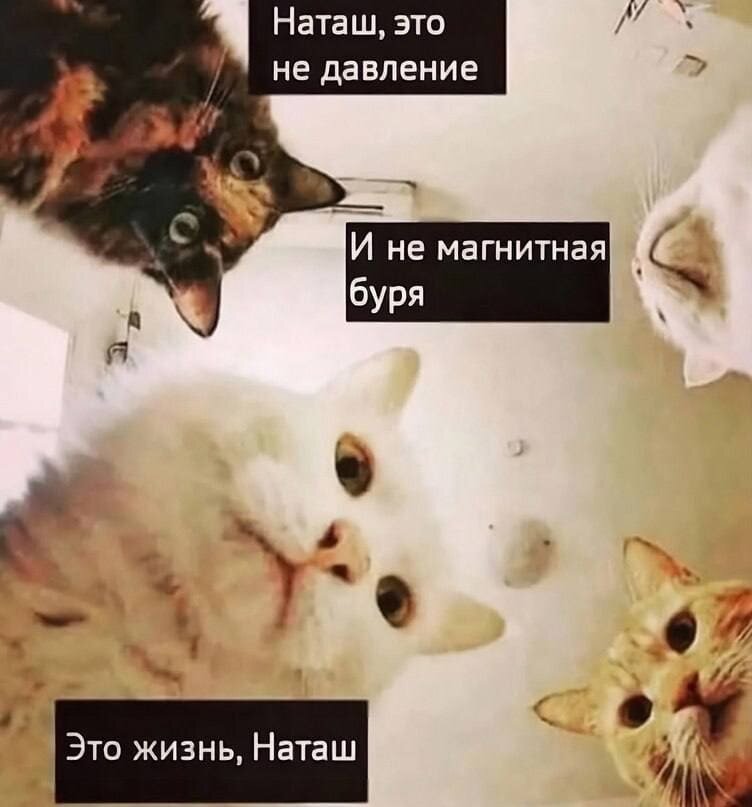 Котики и наташа новые мемы Брянцам предстоит перенести 12 и 13 февраля сильнейшую магнитную бурю в 5 баллов