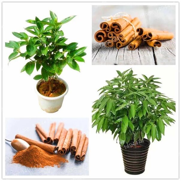 растения используемые человеком. схема использования водорослей человеком. где используют растения. как человек использует растения. использование растений человеком.