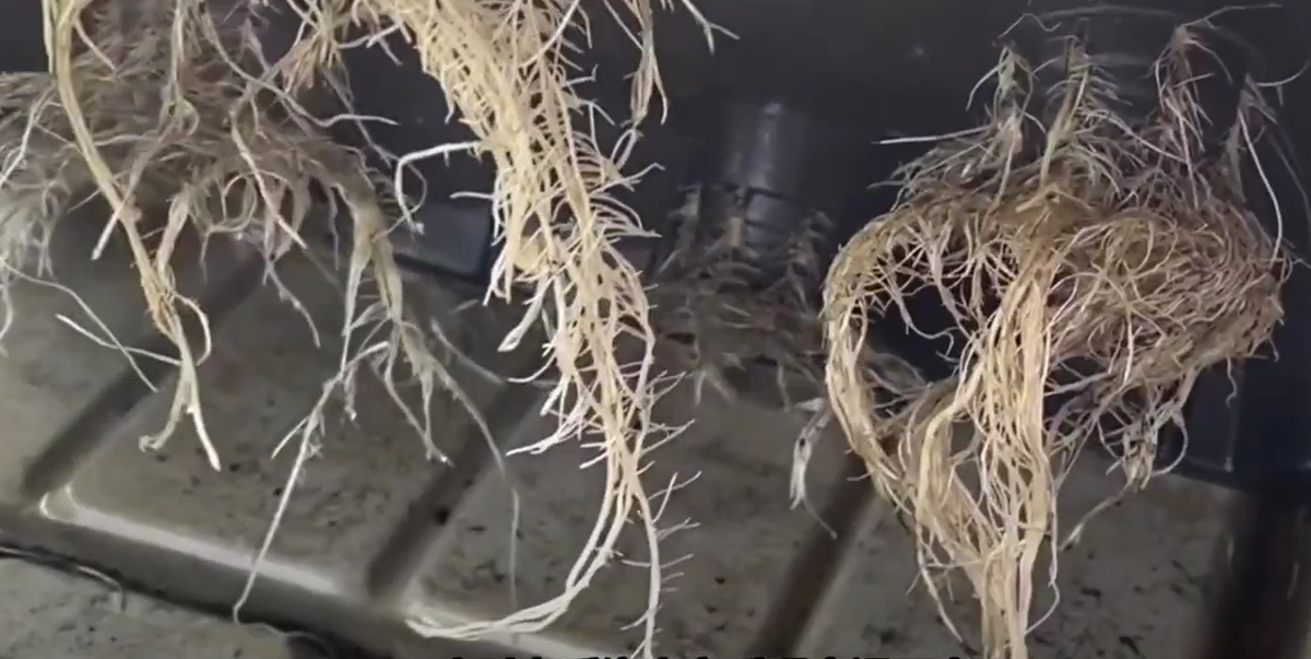 Фото из китайского видео, ссылка на которое дана чуть  ниже 