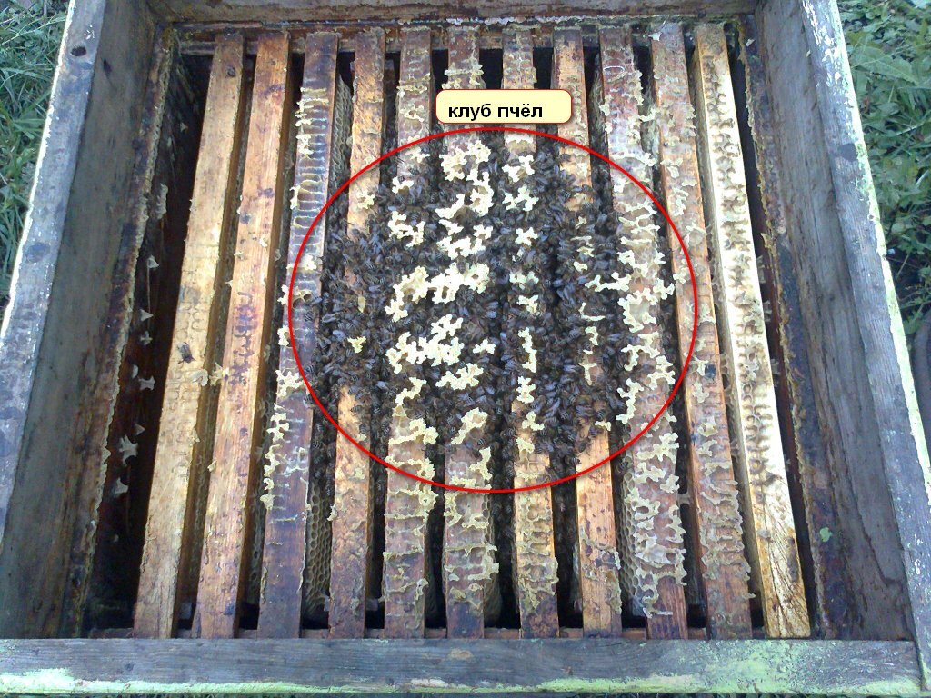 Клуб пчёл в улье