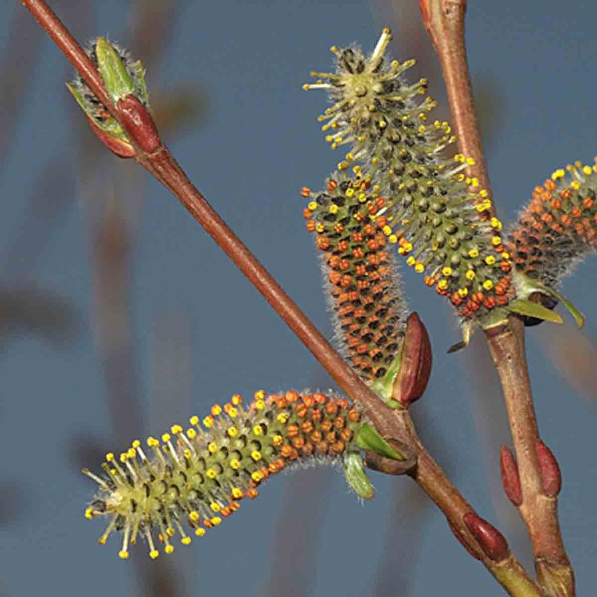 Цветы ивы. Ива круглолистная. Salix Alba Liempde. Salix purpurea. Salix Alba плод.