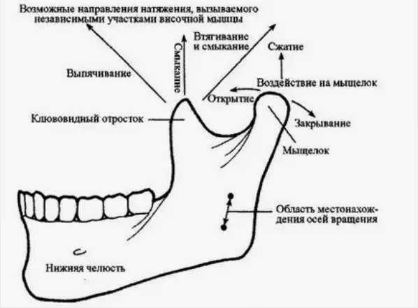 Мыщелки нижней челюсти. Мыщелок нижней челюсти располагается на. Строение нижней челюсти мыщелок. Мыщелок нижней челюсти анатомия. Анатомия мыщелка нижней челюсти.