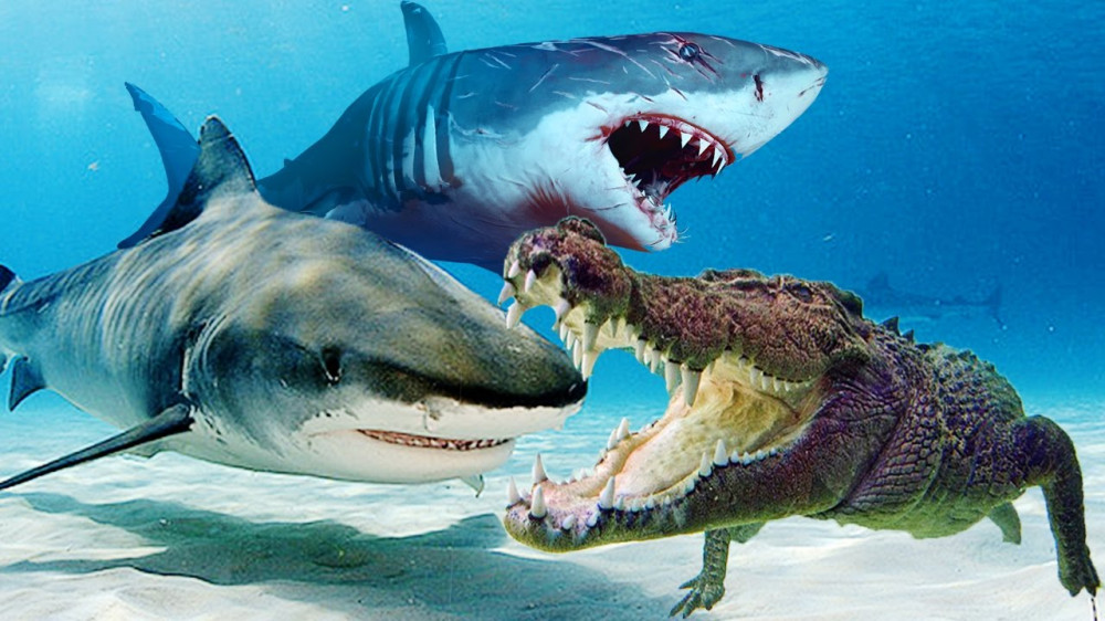 Змея крокодил акула. Акула МЕГАЛОДОН против крокодила. Акула Касатка МЕГАЛОДОН. Белая акула против гребнистого крокодила.