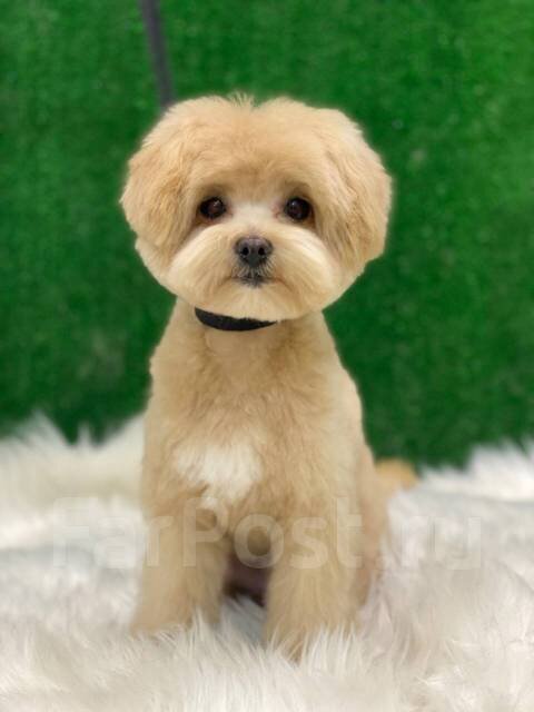 подушечка стрижка мальтипу под щенка фото