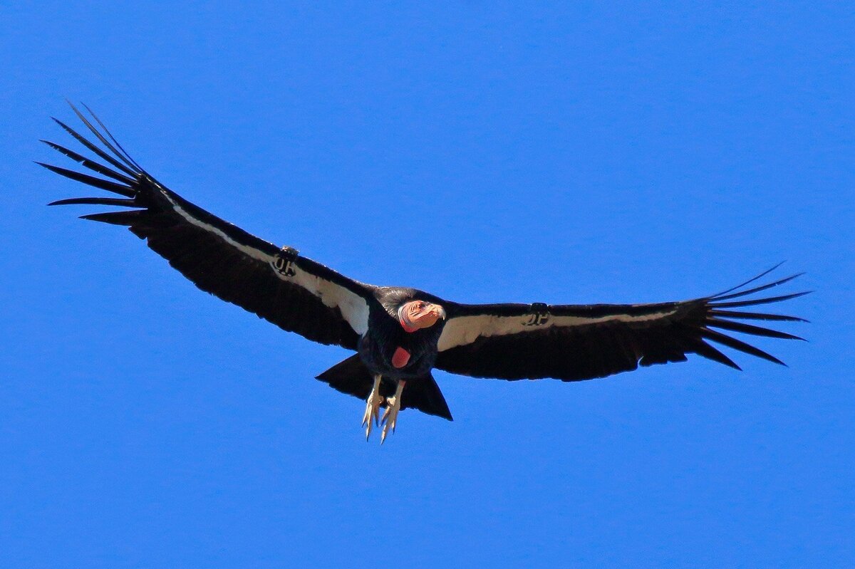 хоук ястреб. хищные птицы ястреб канюк обыкновенный. ястреб крючконос. ястреб канюк. сокол сапсан шахин.