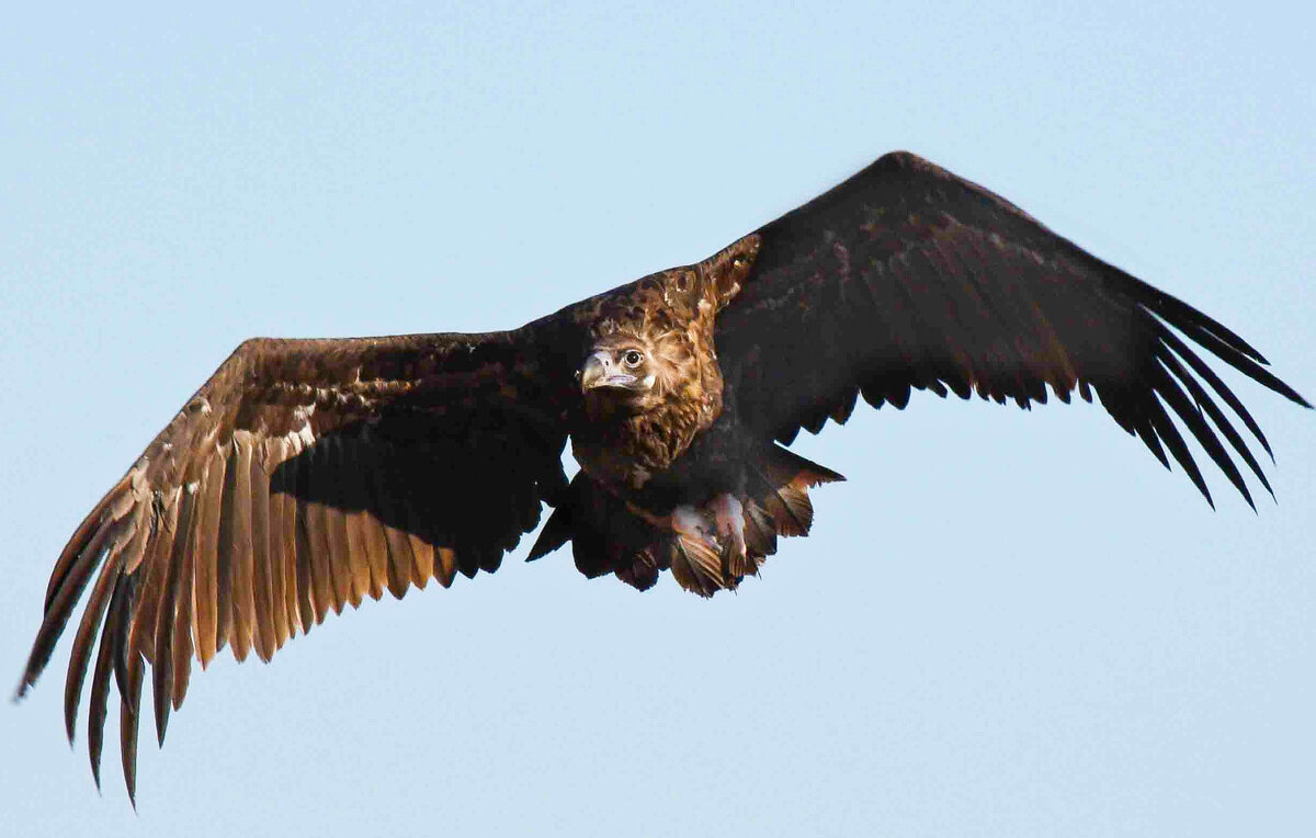 Гвианская гарпия. Андский кондор гарпия. Орел гарпия. Южноамериканская гарпия гарпия. Самый хищник птица.