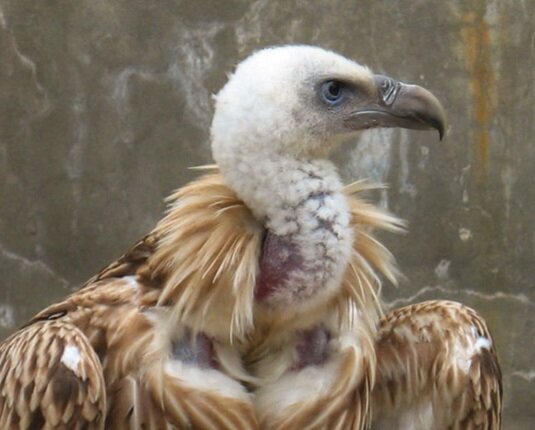 маленькие хищные птицы. сокол пустельга степная. ястреб пустельга подмосковья. хищные птицы – канюк, пустельга, лунь. маленькие хищные птицы.