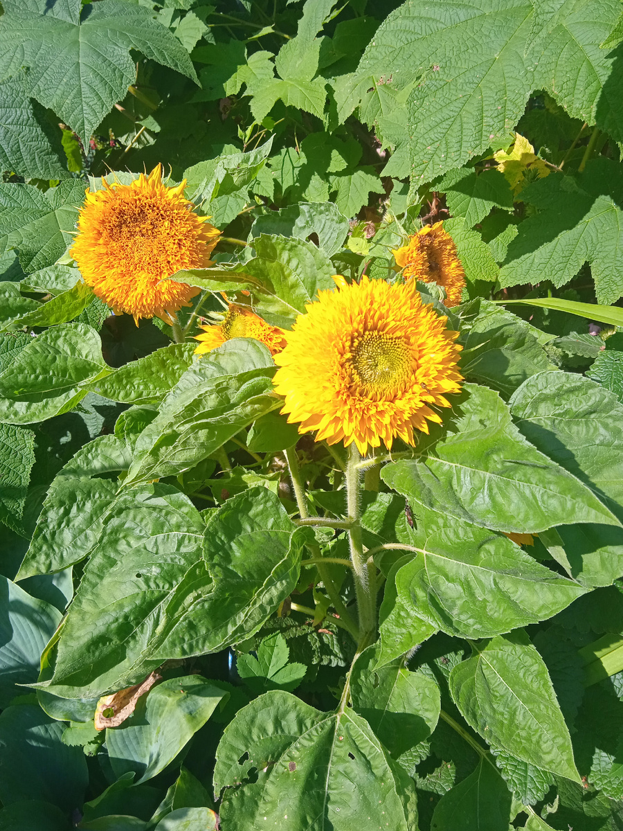 Сложноцветные цветки подсолнечник. Подсолнух отдел. Гигантский подсолнух. Подсолнух отдел. Подсолнух отдел.