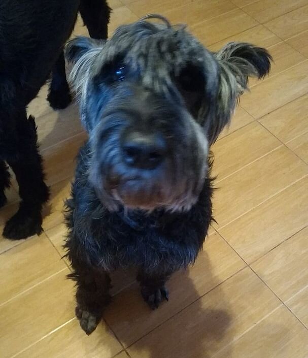 домашние животные для квартиры. собаки для квартиры. собачка в доме. 3 собаки дома. 3 собаки дома.