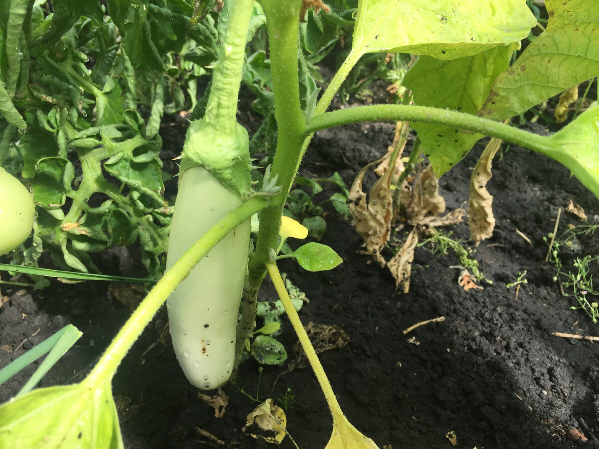 Баклажан Снежный - 23.07.2022 г.