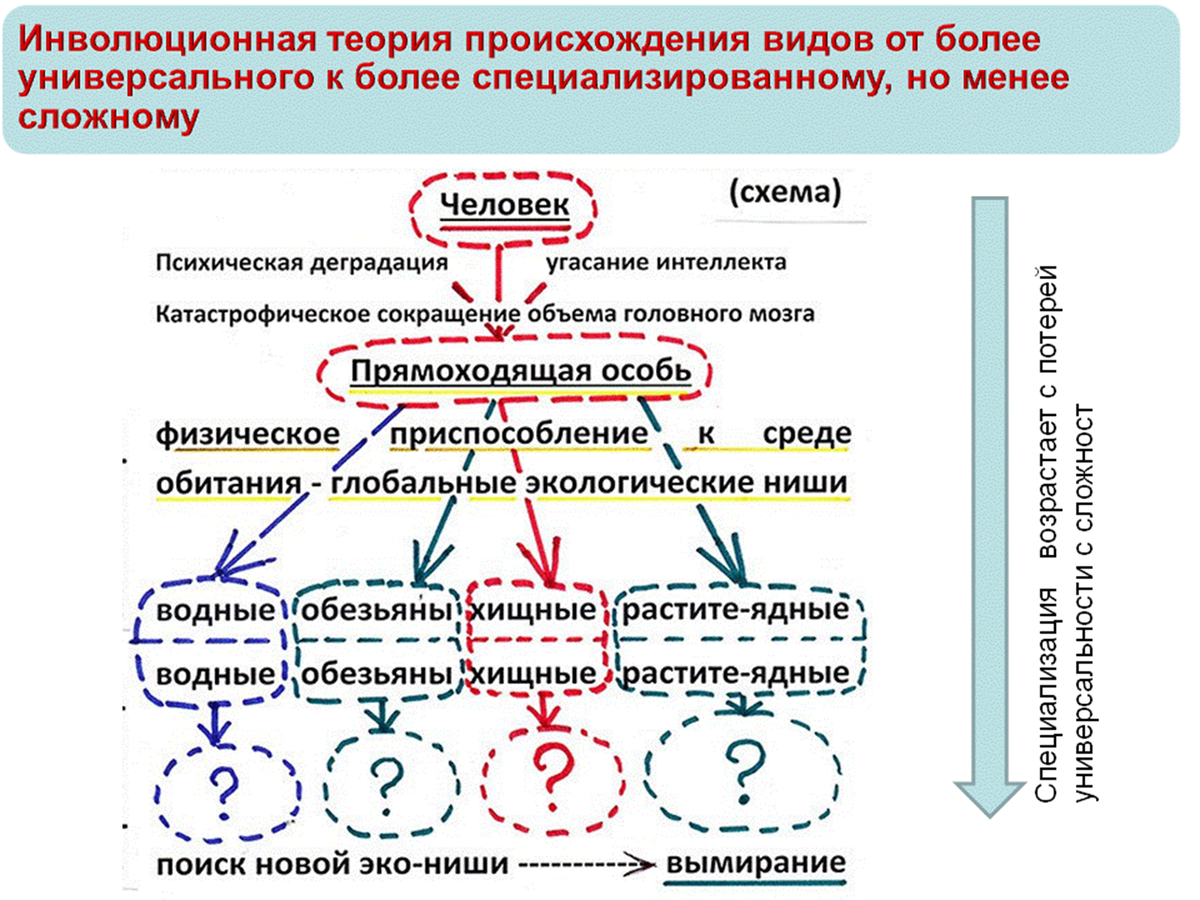 Эволюция и инволюция