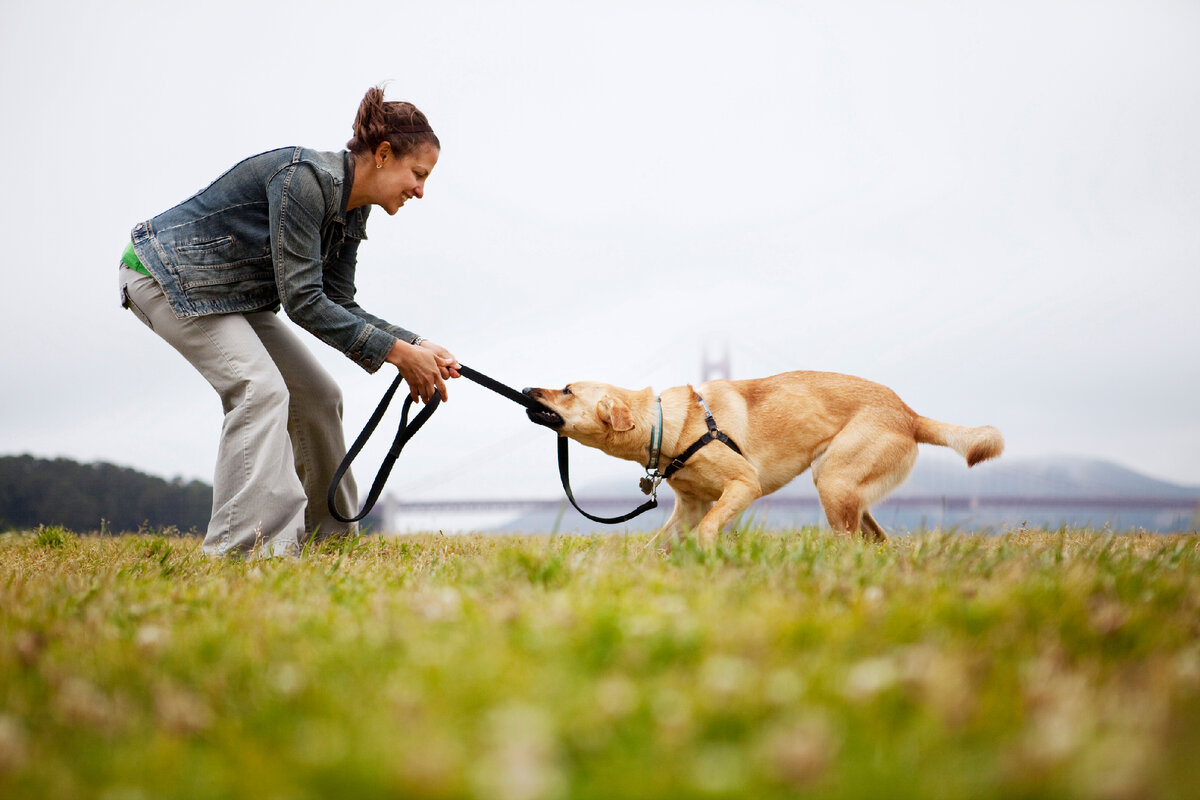 Keeping pets listen. Прогулка с собакой. Человек с собакой. Собака тащит. Поводок для собак.