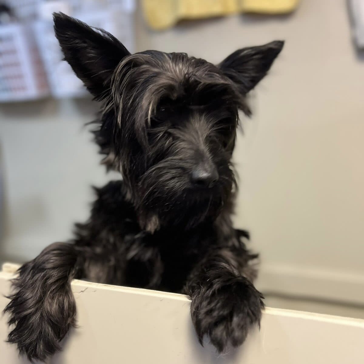 барнхаус фото. Noir дизайн интерьера. дом нуар. Vega house. дом нуар.