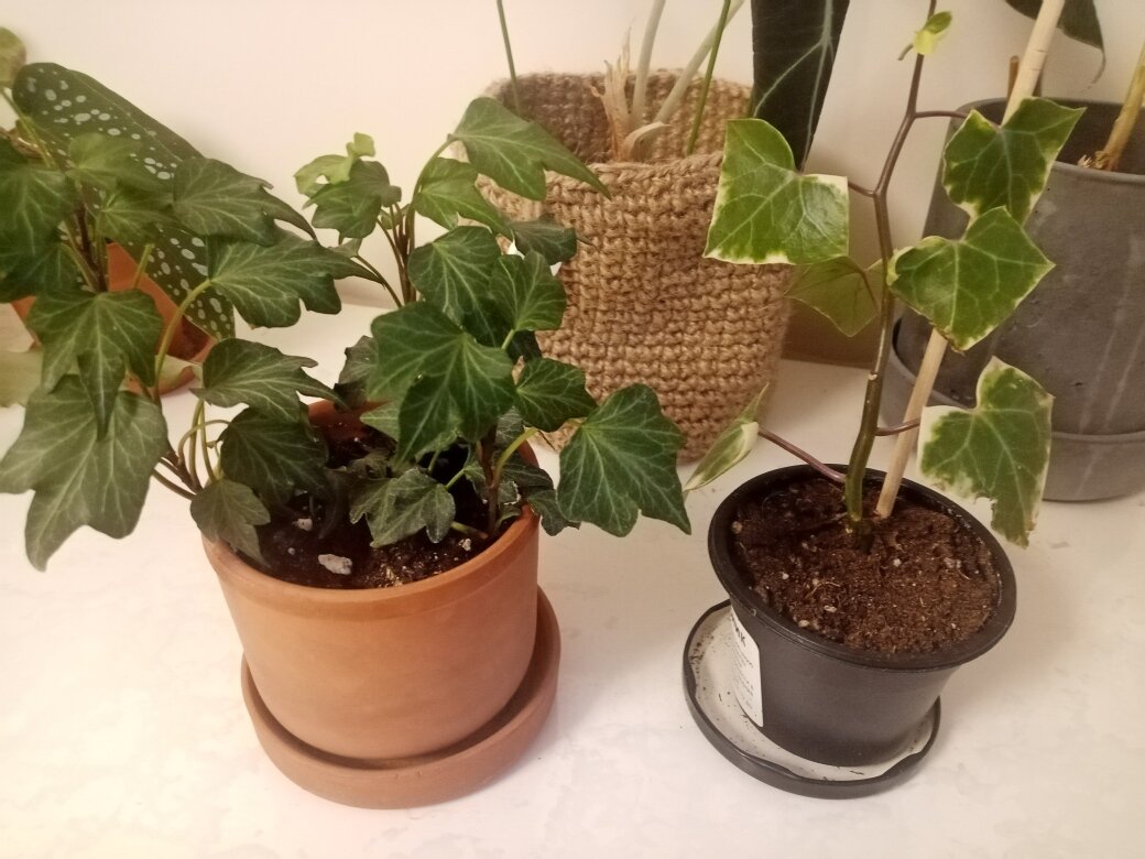 Плющ (хедера) и крестовник крупноязычковый. Фото автора