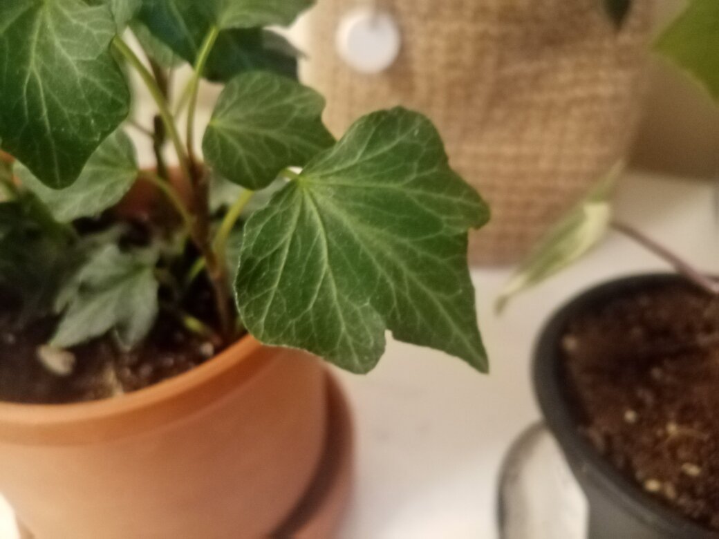 Текстурный лист хедеры. Фото автора