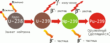 
Схема образования плутония 239 из урана 238