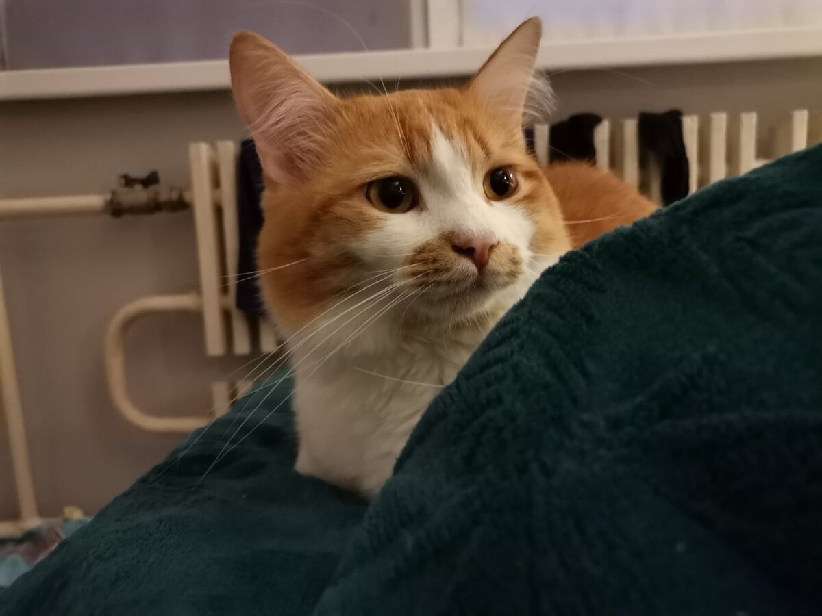 Капитан Барабулька отдыхает в хостеле после долгой поездки. 