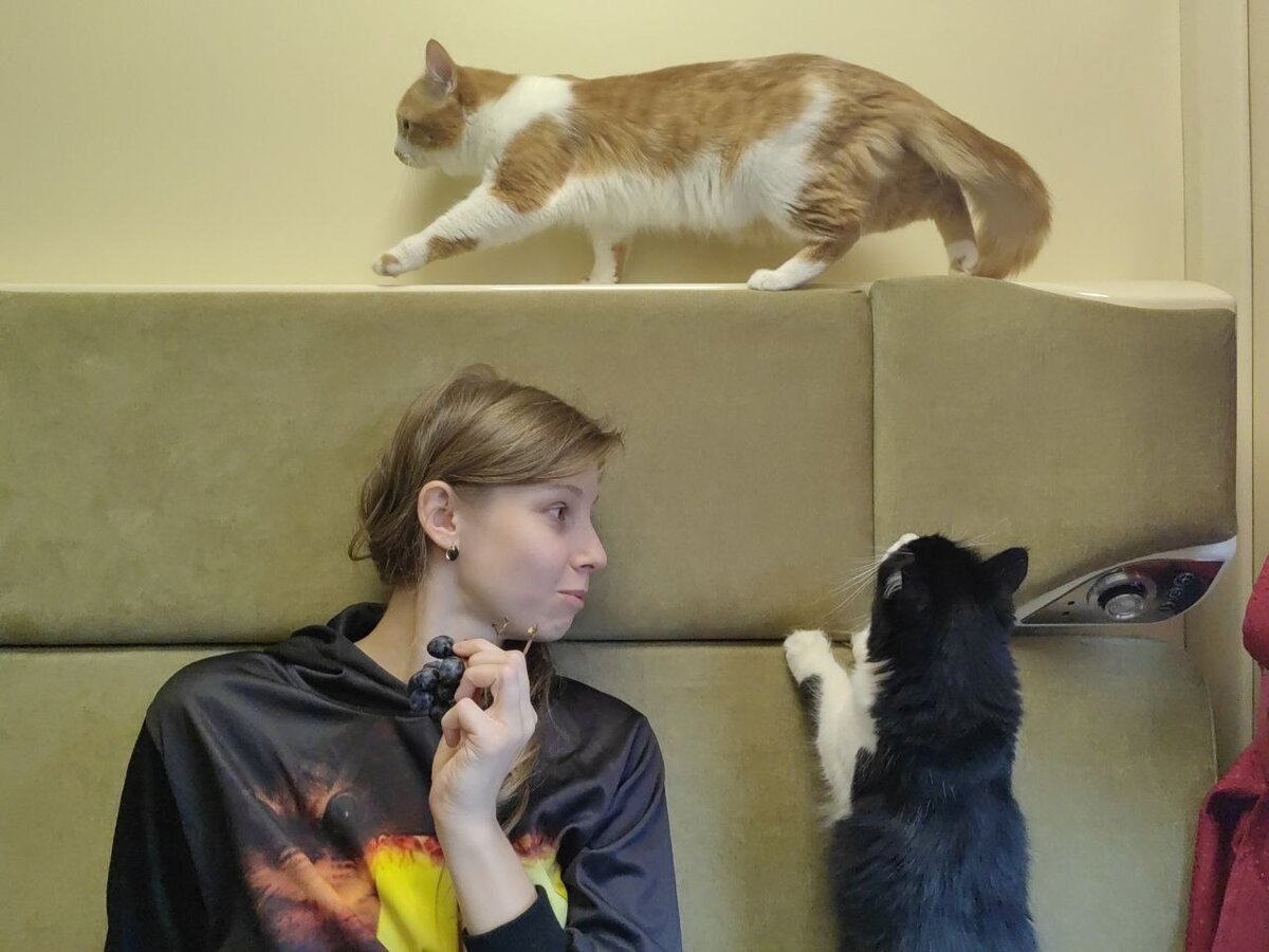 Как путешествуют кошатники.