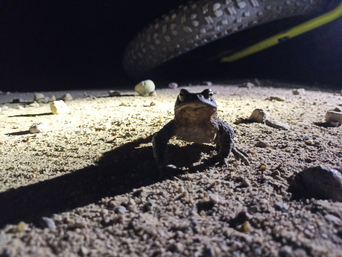 Жаба на ночной дороге, но из другой истории