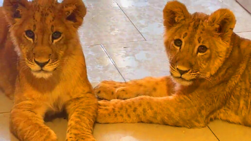 Львята асада и шерхан сегодня. Львята асада и шерхан сегодня. Львята асада и шерхан сегодня. Львята асада и шерхан сегодня. Львята асада и шерхан сегодня.