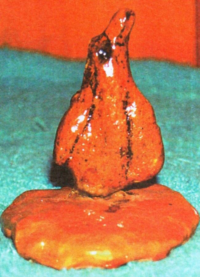 Похожа на пингвина.
Источник фото: https://ic.pics.livejournal.com/znay_vce/49735500/657524/657524_original.jpg