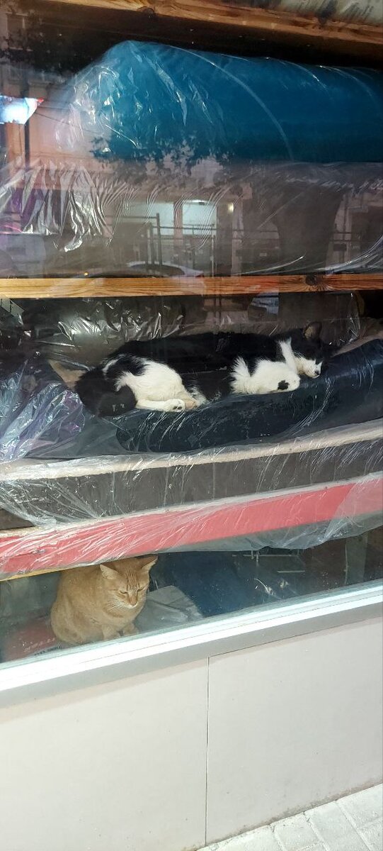 Кошки в магазине в выходной день. Вот ,как надо жить. Коты по жизни спят 20 часов в день. Наверное нервы у них лучше наших, человеческих.🤣