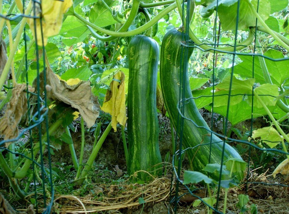 Кабачки какая почва. Courgette coucorzelle сорт цукини. Вьющиеся кабачки. Плетущиеся кабачки. Кабачки на грядке.