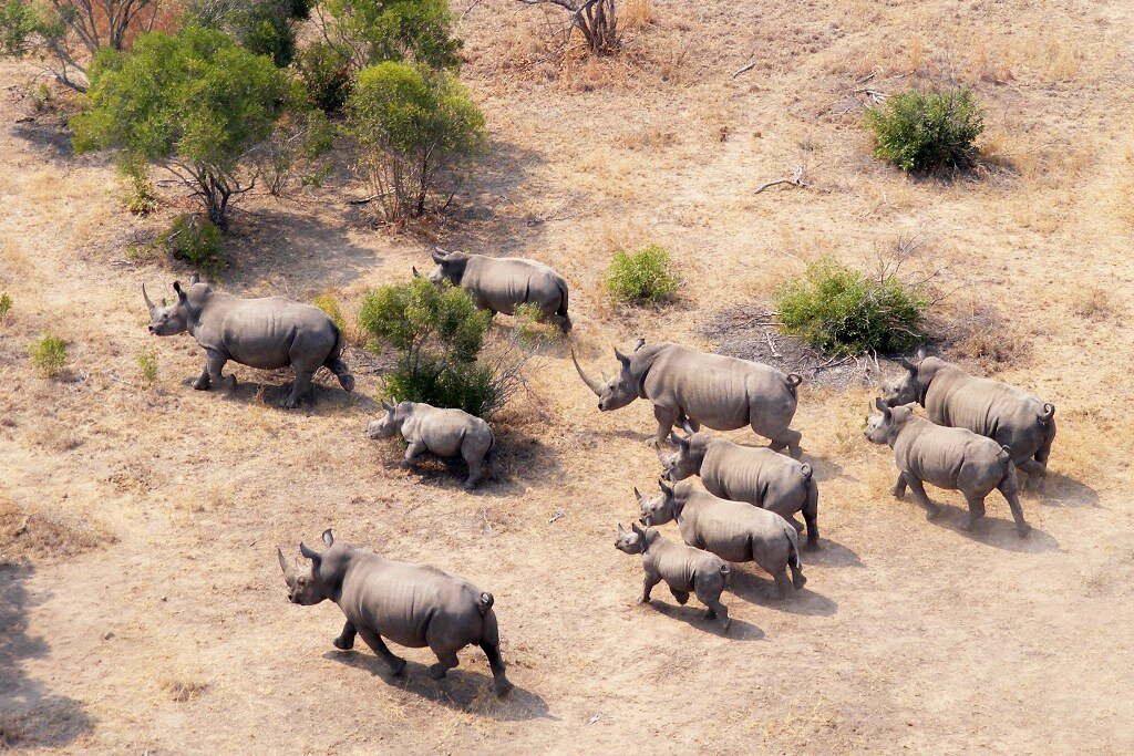 Крюгер парк ЮАР. Национальный парк Крюгера в Африке. Парк Крюгера Носорогов. ЮАР сафари парк. Носорог природная зона