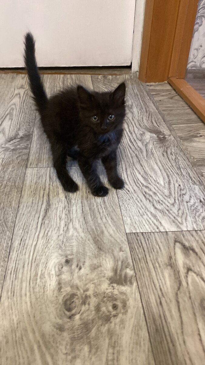 британская порода кошек. как понять что кот хочет кошечку. кошачий лоток с наполнителем. признаки бешенства у кошек симптомы. что делать взрослый кот.