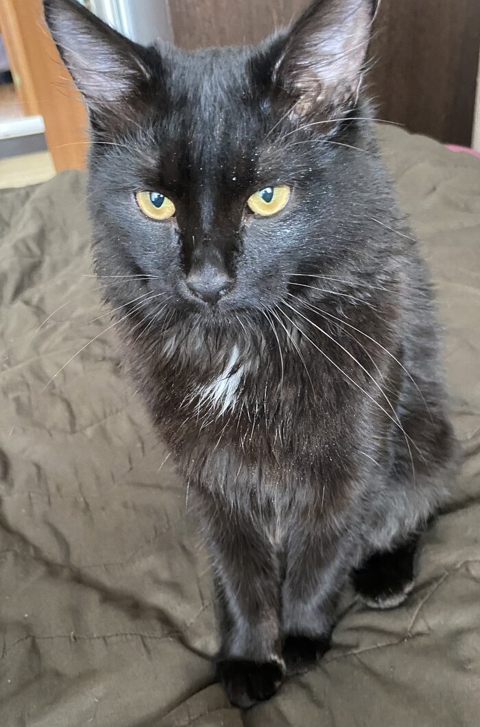 взрослая кошка в добрые руки. кошки в добрые руки чебоксары. кошка в добрые руки. кошка тащит котенка. взяли взрослого кота.