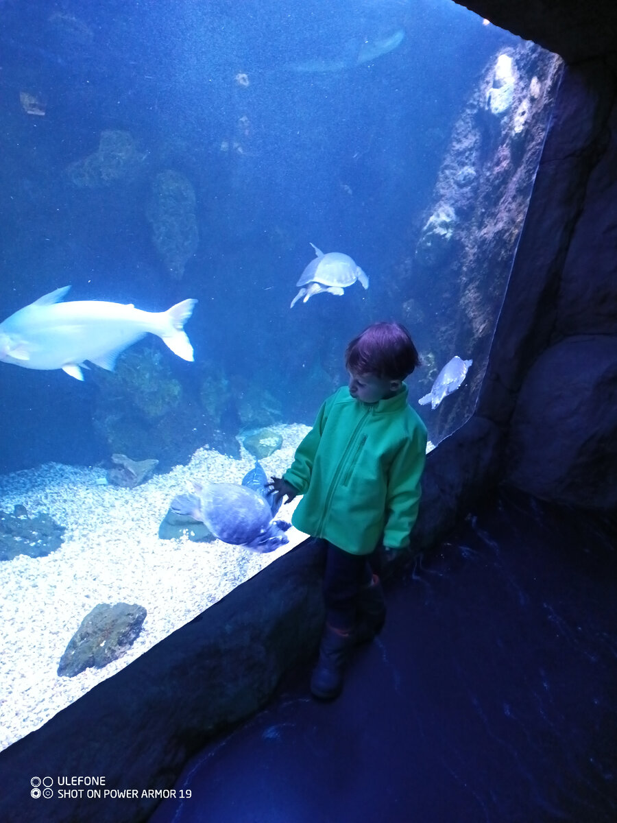 Где можно видеть зверей. Звери в зоопарке. Где можно увидеть животных. Золотой бенгальский тигр альбинос. Бегемот в зоопарке.
