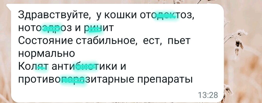 Вот такие дела у кисы(