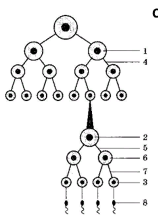 Какой процесс изображен  на рисунке?  Что обозначено под цифрами   1-8