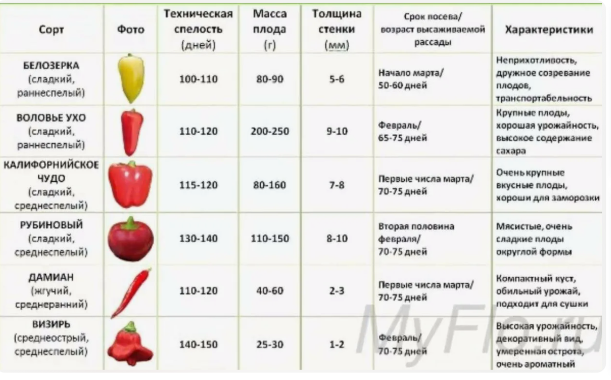 Календарь когда можно сеять перец. Сроки высадки семян перца для рассады. Семена перца сроки посева рассады. Когда можно сажать перец на рассаду. Когда сажать рассаду перца Горького семена.