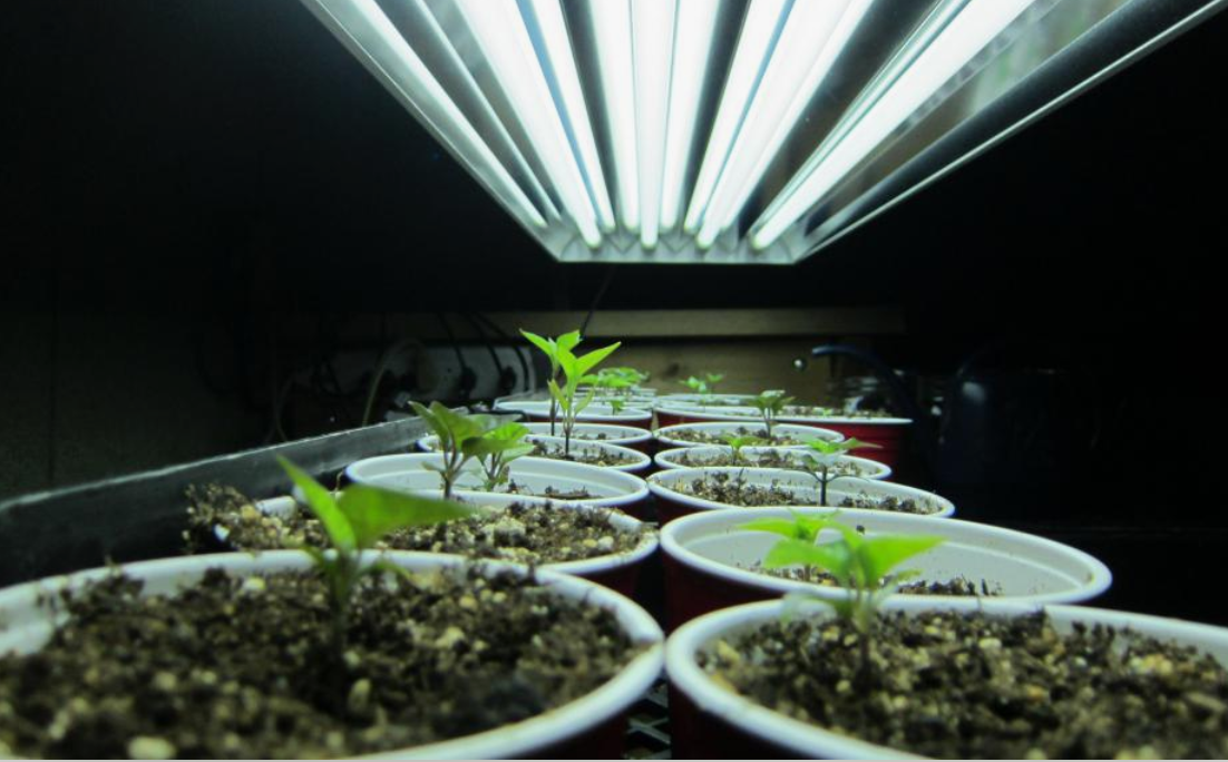 когда надо сеять перец на рассаду. когда садить перец и помидоры на рассаду. когда надо сеять перец на рассаду. когдасажатьперкц на рассаду. таблица сроков высадки рассады овощей.