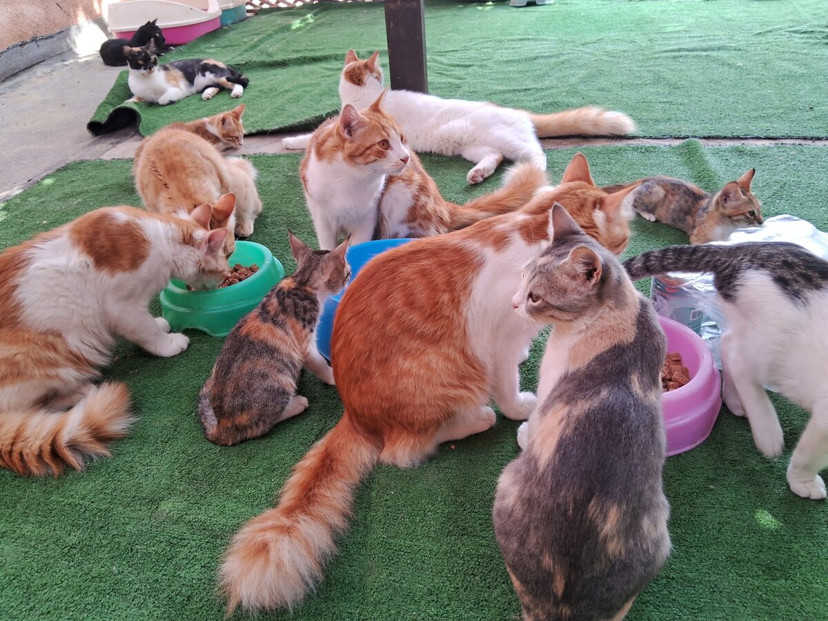 Кот 2 дня. Кот 2 дня