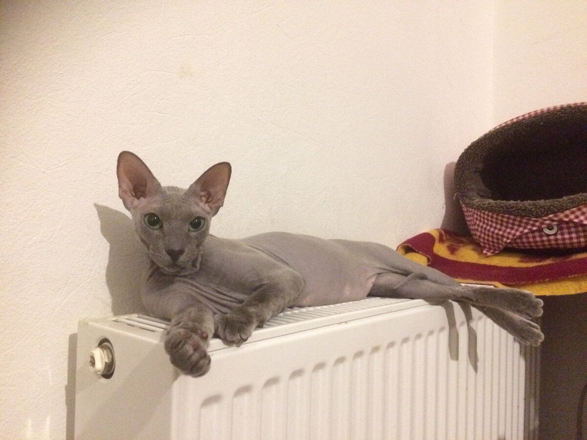 Мне вот от неё нихрена не нужно, я просто её люблю, хоть она и вредина. 