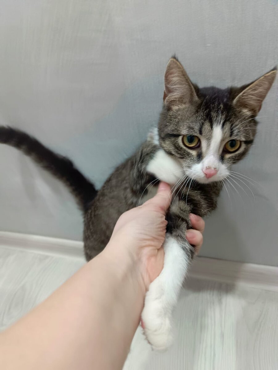 Откуда зимой Муравьишки?🙀🙀🙀 | Теплый ДОМИК в Яковлево | Дзен