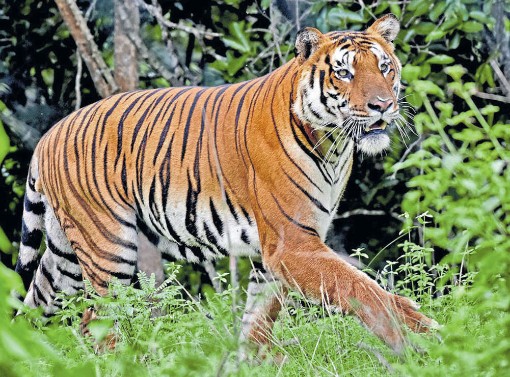 Фото из открытого источника 