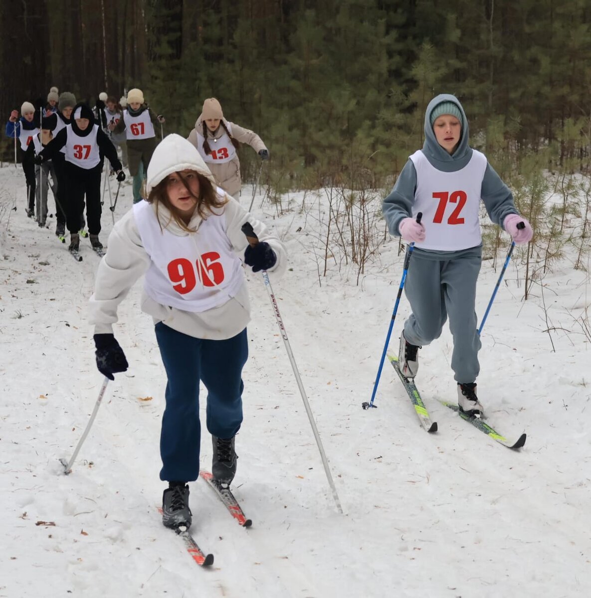 сосновый бор марьино. сосновый бор красноярск парк. юрмала сосновый парк. сосновый бор ленобласть. сосновая роща калуга.