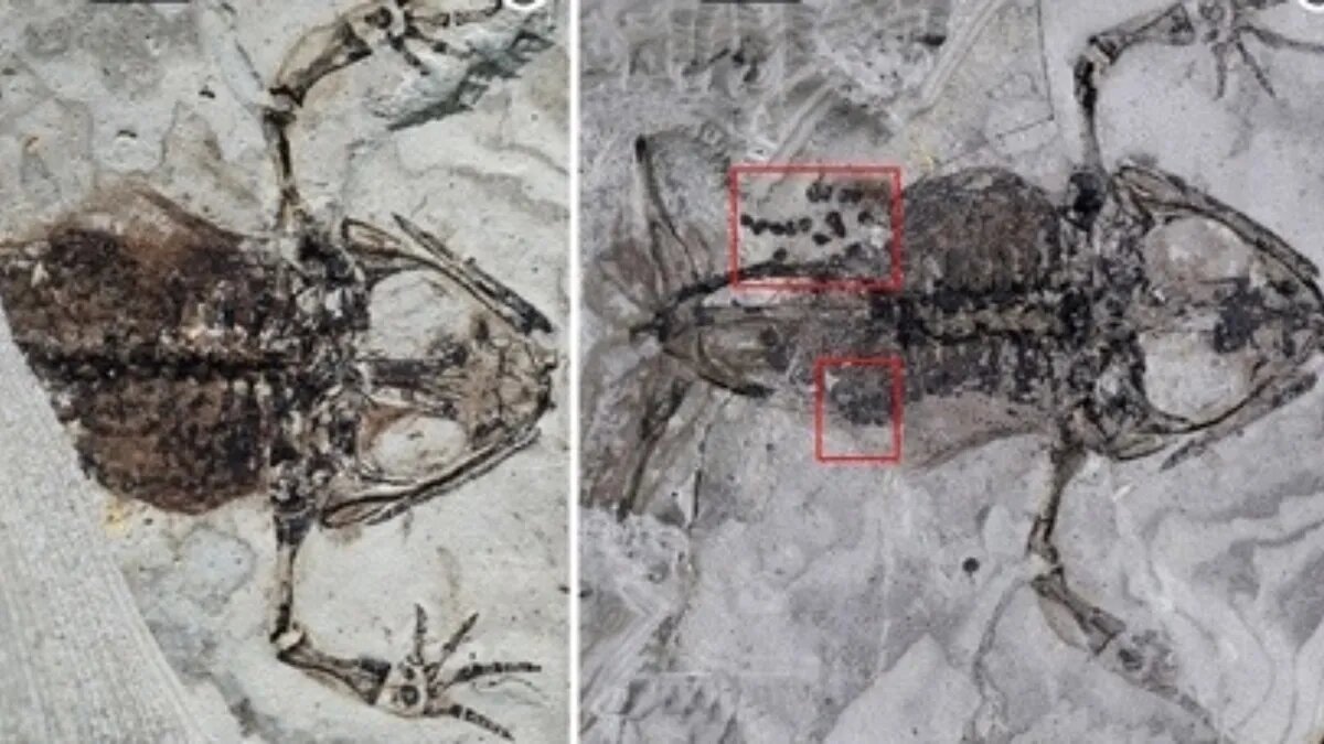    Baoxia Du et al/Royal Society B: Biological Sciences