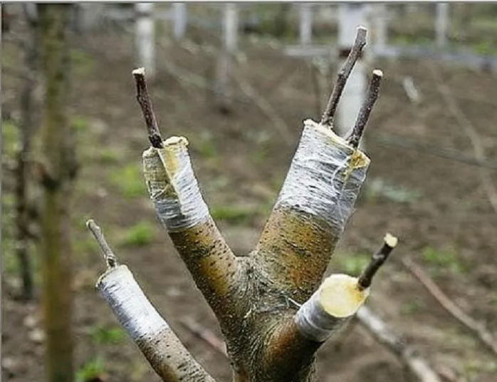 весенняя прививка 