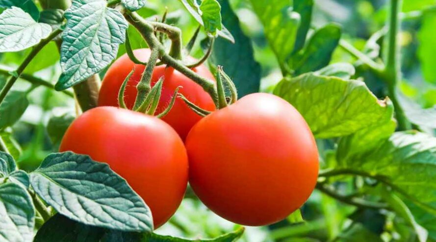 Детерминантные сорта томатов для теплицы. Томаты лучшие сорта для урала сибирской селекции для открытого. Томаты детерминантные низкорослые. Какие сорта помидор сажать. Какие сорта помидор сажать.
