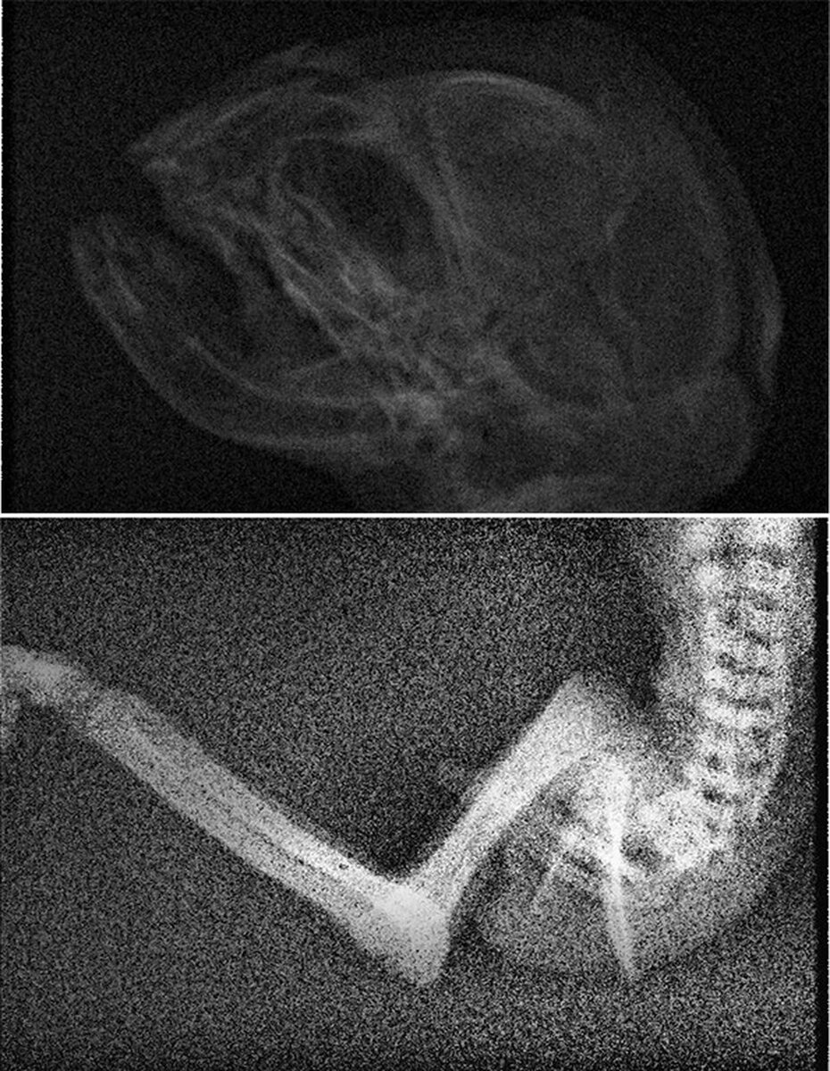 Рентген найденного существа. Фото: предоставлено региональной научно-исследовательской группой «Красноярск-Космопоиск»