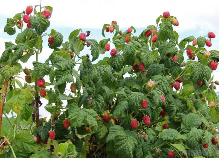 многокостянка малина сухой плод. какой плод у малины. какой плод у малины. плод многокостянка костянка, малины , ежевика. малина (плод).