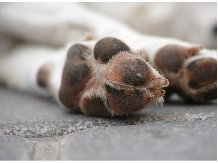     Фото: freepik.com/author/freestockcenter