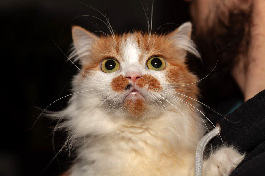 Благодаря хозяйку за радушный. Благодаря хозяйку за радушный. Полотенце декоративное 35*60 радушная хозяйка листья. Заходи в гости на чаек. Благодаря хозяйку за радушный.