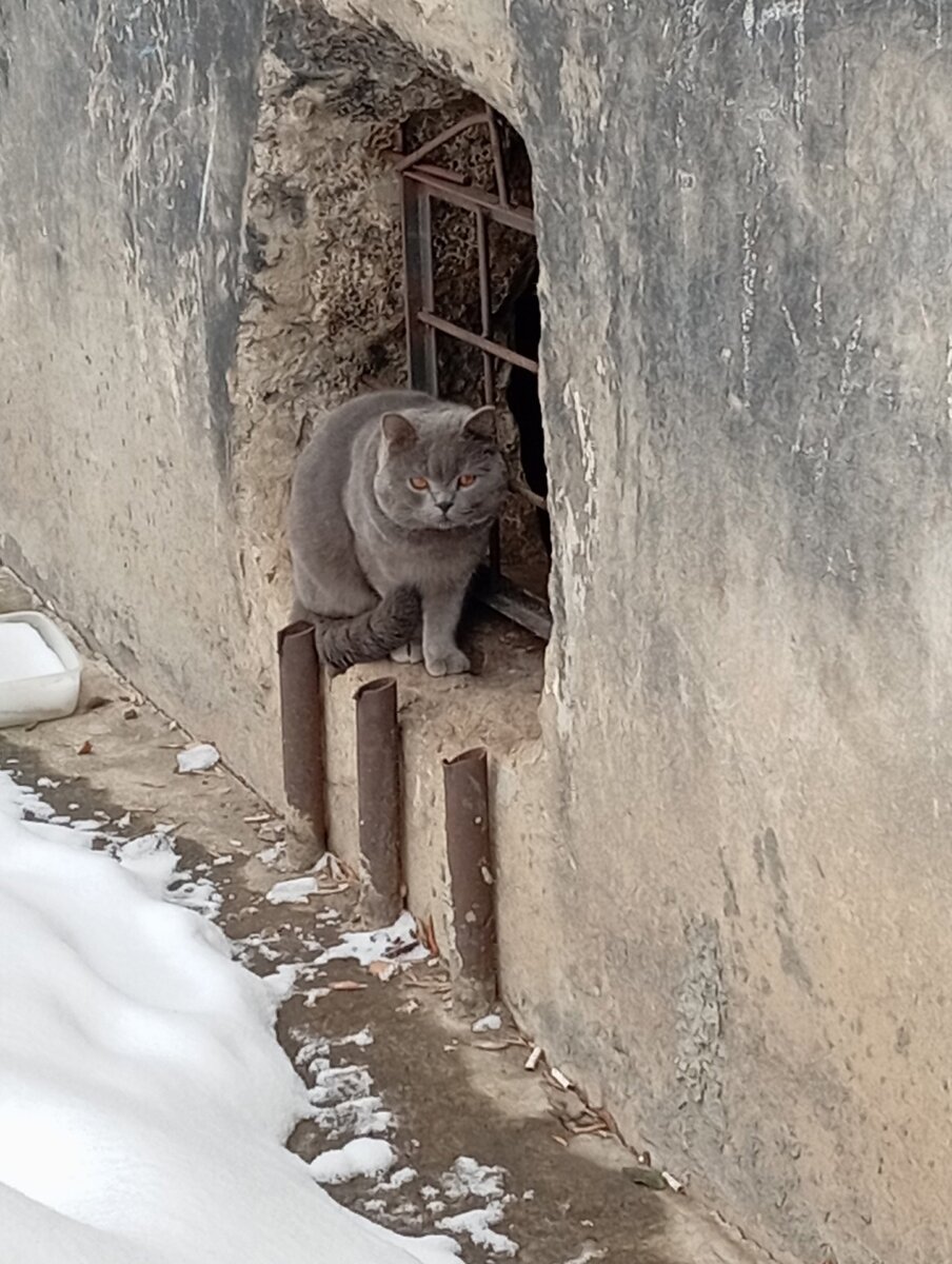 уличный кот 2